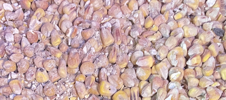 ذرت دام و پرندگان