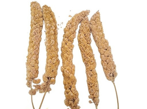ارزن خوشه ای 120 گرمی
